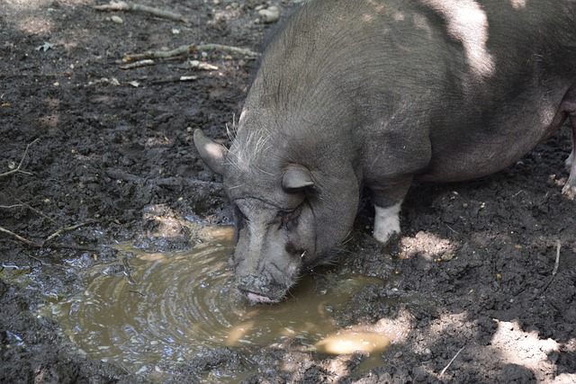 部联盟中占 部联盟中占